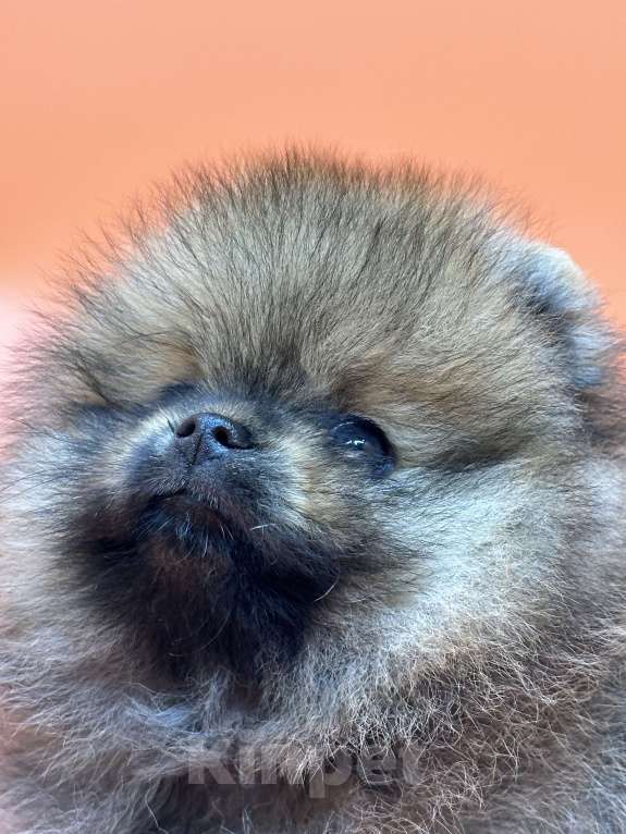 Собаки в Санкт-Петербурге: Крепкая девочка  Девочка, 35 000 руб. - фото 4