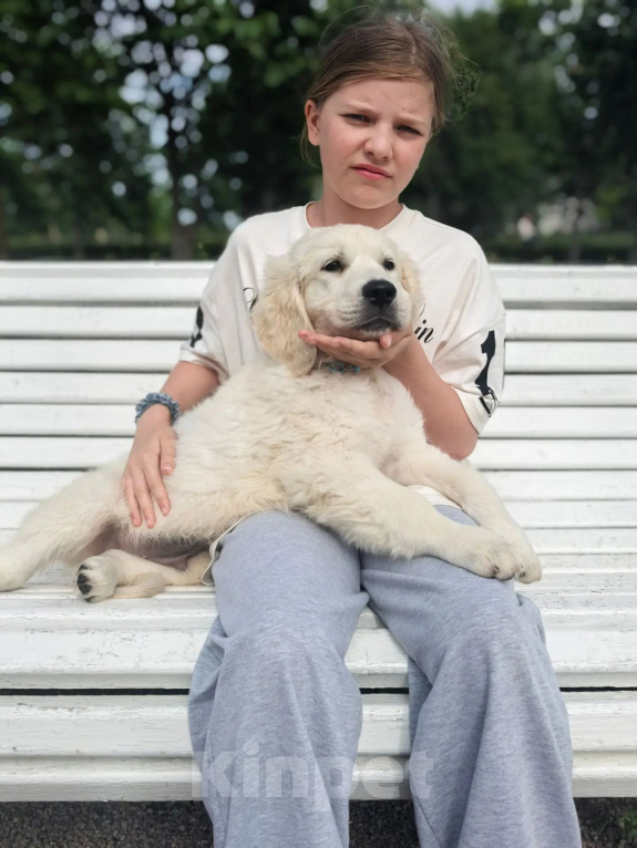 Собаки в других городах Ленинградской области: мальчик  породы золотиcтый рeтривeр Мальчик, 85 000 руб. - фото 5