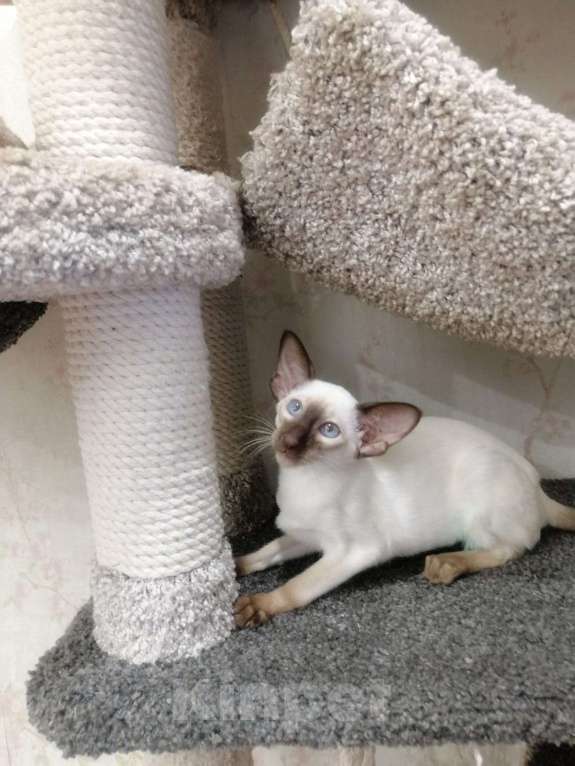 Кошки в Омске: Девочка породы ориентальная готова переехать в свою семью! Девочка, 50 999 руб. - фото 2