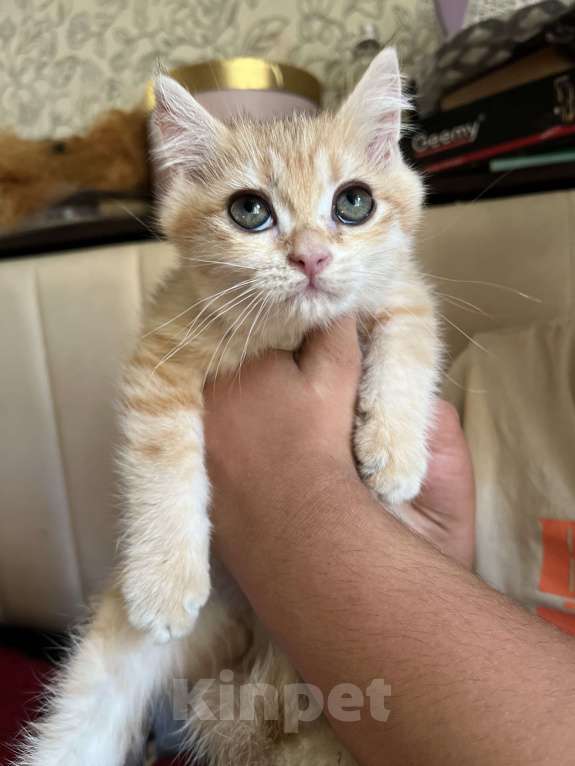 Кошки в Воронеже: Золотой британский мальчишка Мальчик, 30 000 руб. - фото 9