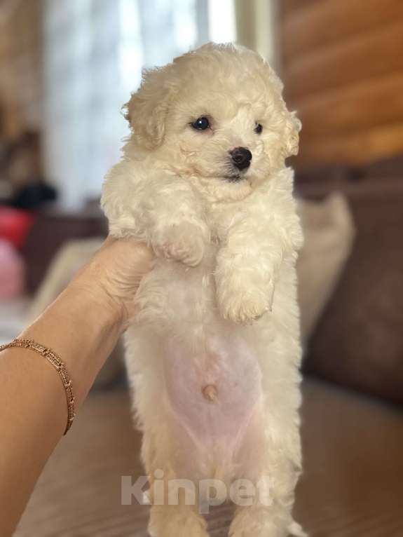 Собаки в Новосибирске: Бишончики, щенки Мальчик, 35 000 руб. - фото 4