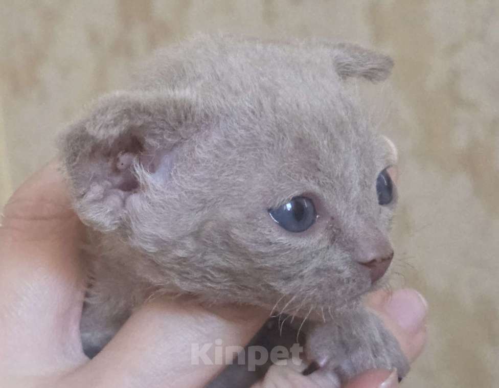 Кошки в Москве: Котята девон рекс Лиловые, циннамон, шоколадный мрамор Девочка, 85 000 руб. - фото 8