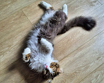 Кошки в Краснодаре: Котик Барс Мальчик, Бесплатно - фото 10