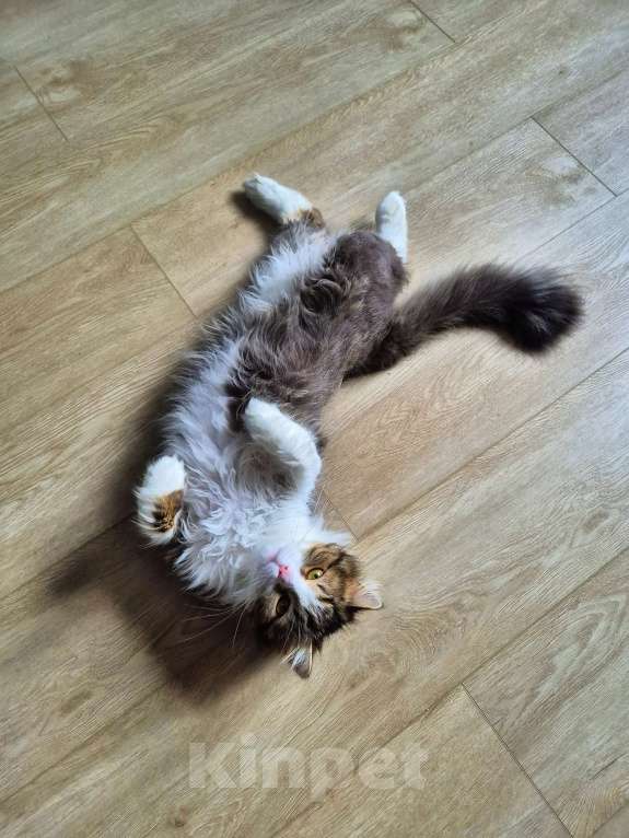 Кошки в Краснодаре: Котик Барс Мальчик, Бесплатно - фото 10