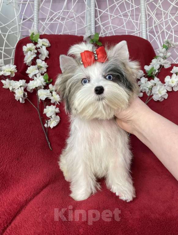 Собаки в Москве: Йорк с двумя голубыми глазами мальчик мини Мальчик, 130 000 руб. - фото 5