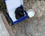 Кошки в Курске: Котёнок в добрые руки Девочка, Бесплатно - фото 3