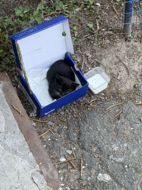 Кошки в Курске: Котёнок в добрые руки Девочка, Бесплатно - фото 3