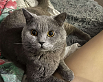 Кошки в Иркутске: Отдам кота в добрые руки Девочка, Бесплатно - фото 2