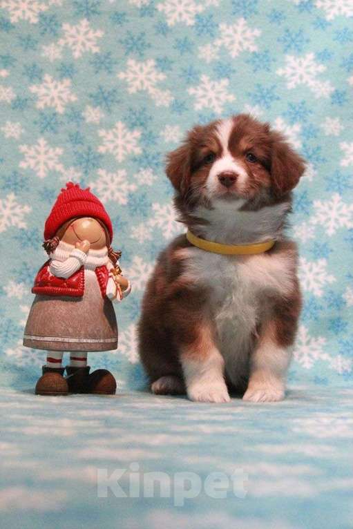 Собаки в Москве: Австралийская овчарка. Миниатюрная американская овчарка (мини аусси) Девочка, 80 000 руб. - фото 8