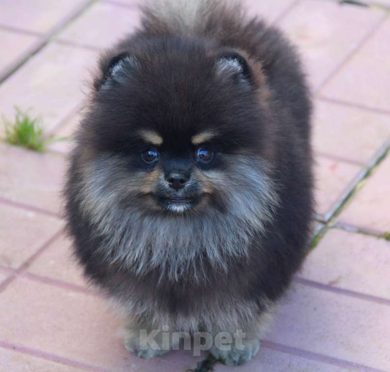 Собаки в Раменском: Мальчик шпица Мальчик, 40 000 руб. - фото 2