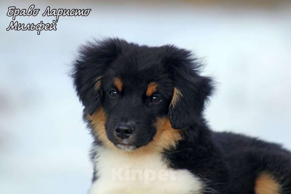 Собаки в Рязани: Питомник РКФ . щенки миниауси Мальчик, 80 000 руб. - фото 3