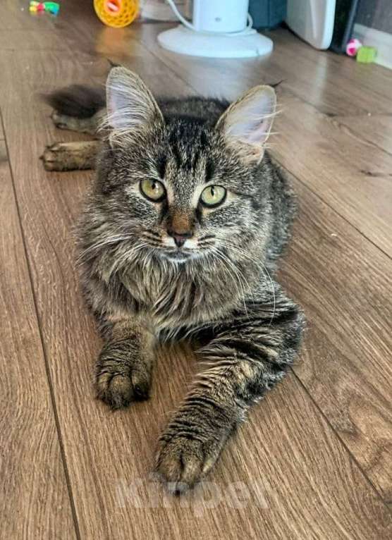 Кошки в Москве: Идеальный котенок Елка Девочка, Бесплатно - фото 3