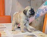 Собаки в Твери: Малыш мопсенок Мальчик, 35 000 руб. - фото 5