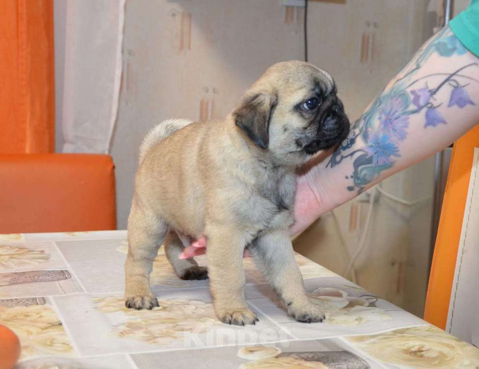 Собаки в Твери: Малыш мопсенок Мальчик, 35 000 руб. - фото 5