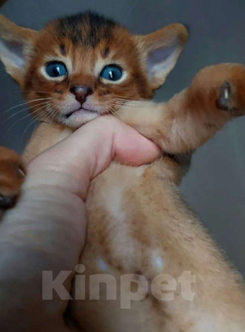 Кошки в Москве: Абиссинские котята  Мальчик, 70 000 руб. - фото 4