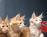 Кошки в других городах Ленинградской области: Котята мейн кун Мальчик, 35 000 руб. - фото 1