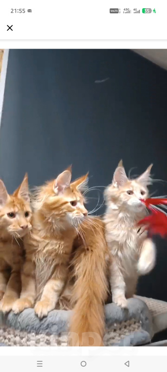 Кошки в других городах Ленинградской области: Котята мейн кун Мальчик, 35 000 руб. - фото 1