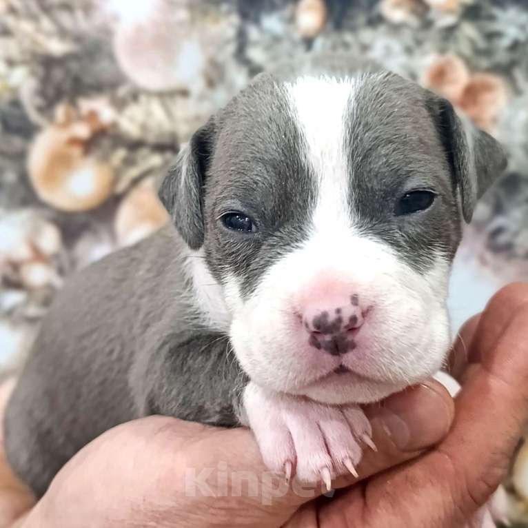 Собаки в Липецке: Голубые щенки АМСТАФФА  Мальчик, 60 000 руб. - фото 7