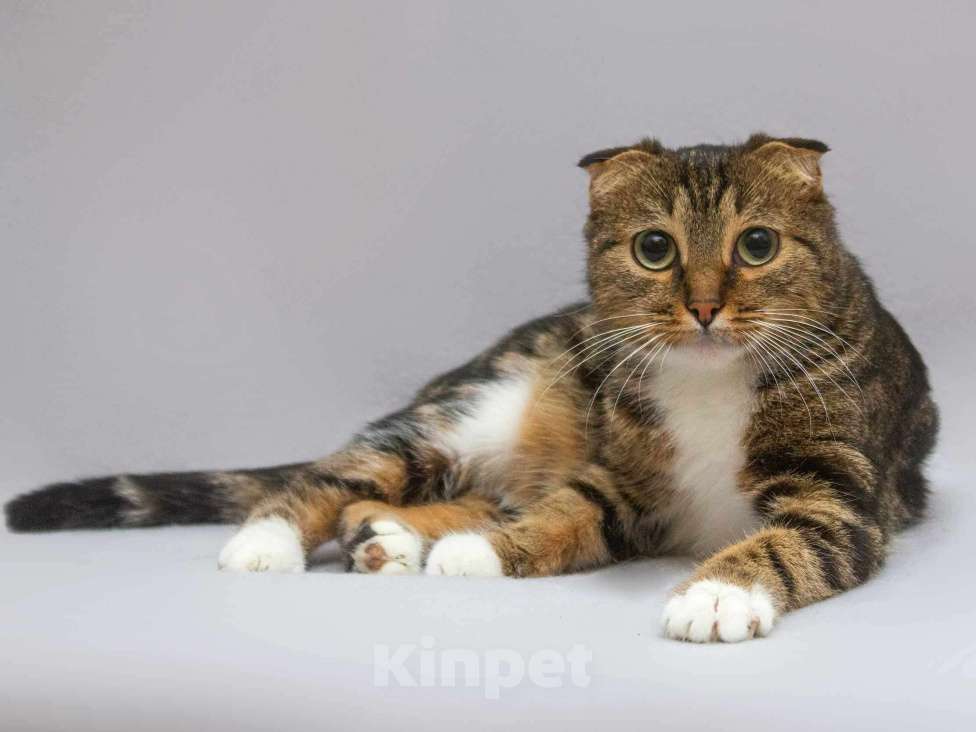 Кошки в Москве: Очаровательная вислоухая кошечка Жужу Девочка, Бесплатно - фото 6