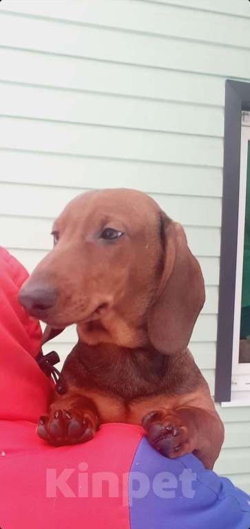 Собаки в Краснозаводске: Таксята стандарт Мальчик, 25 000 руб. - фото 2