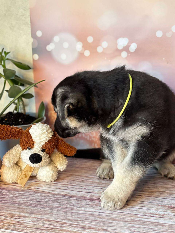 Собаки в Красноярске: Щенок ВЕО Нелли Голд Девочка, Бесплатно - фото 3