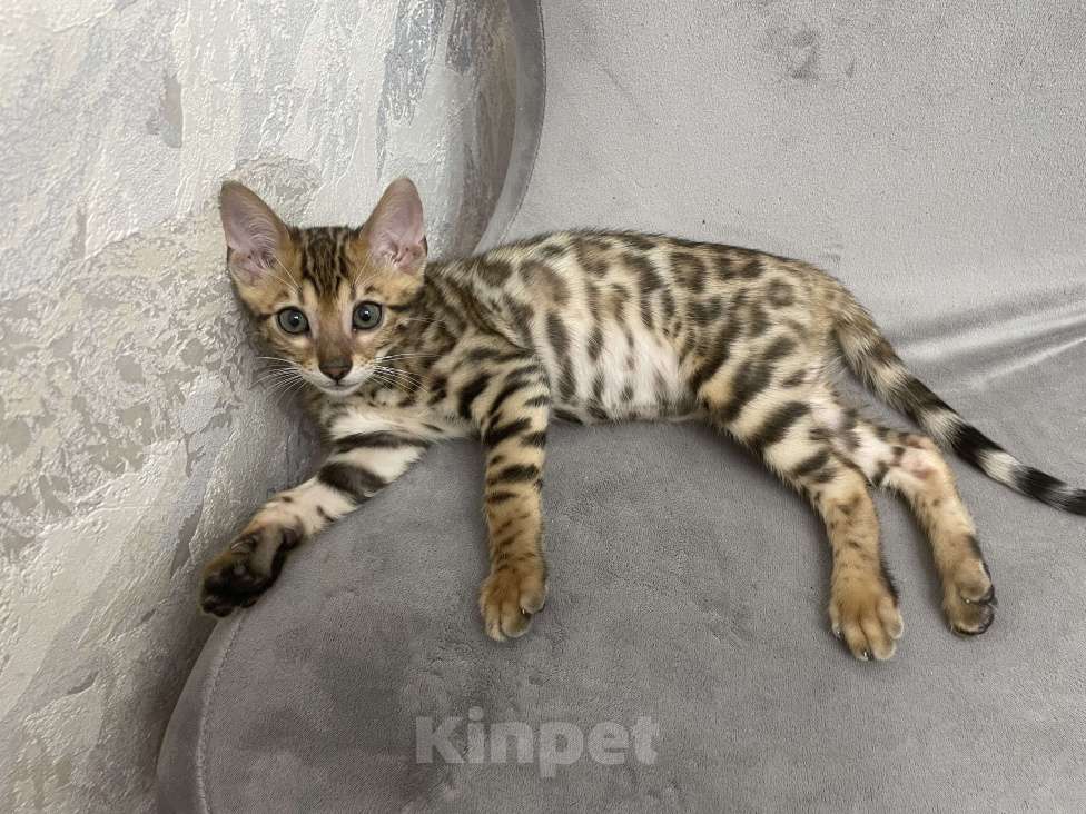 Кошки в Снежинске: Котёнок  Мальчик, 15 000 руб. - фото 3