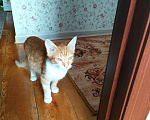 Кошки в Химках: Дом для Рыжика Мальчик, 1 руб. - фото 2