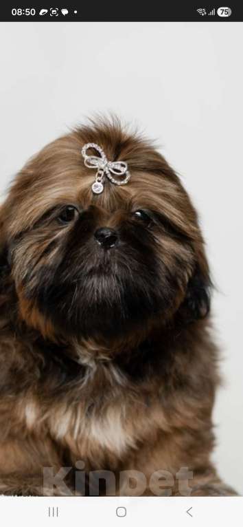 Собаки в Краснодаре: Щенки ши-тцу Мальчик, Бесплатно - фото 1