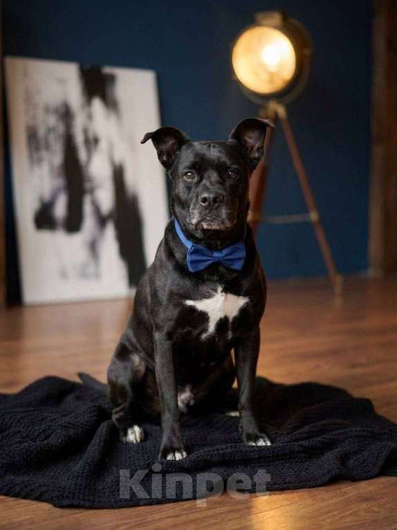 Собаки в Москве: Джек ждет новых хозяев Мальчик, Бесплатно - фото 4