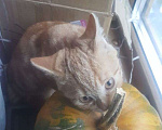 Кошки в Москве: Мраморно-рыжая котёнок Брунхильда. 4 месяца, привита, стерилизована Девочка, Бесплатно - фото 4