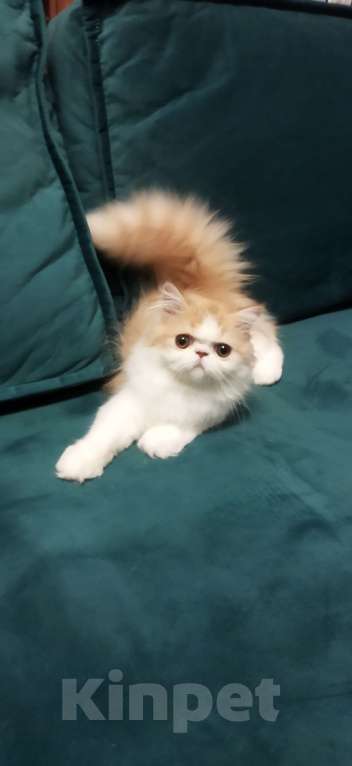 Кошки в Москве: Пушистое счастье Мальчик, 30 000 руб. - фото 7