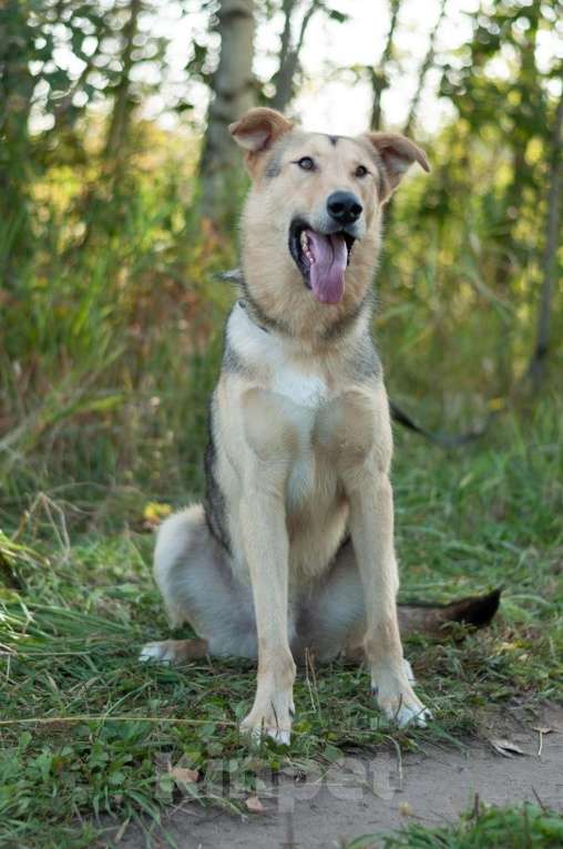 Собаки в Электростали: Удивительный пёс Чингиз в поиске дома Мальчик, Бесплатно - фото 6