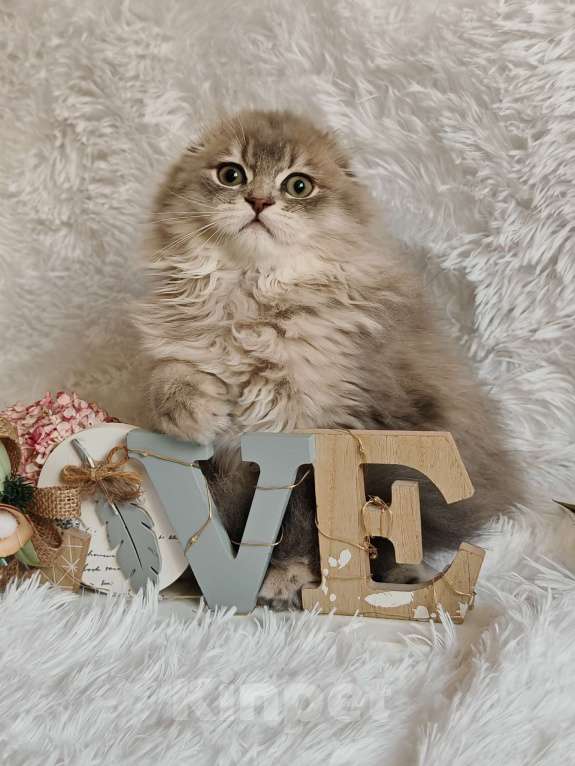 Кошки в Москве: Длинношерстный шотландский мальчик Мальчик, 65 000 руб. - фото 3