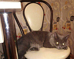Кошки в Чите: Вязка кот, 1 000 руб. - фото 1