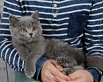 Кошки в Санкт-Петербурге: Голубой британский котенок Мальчик, 35 000 руб. - фото 6