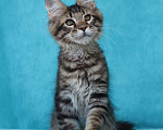 Кошки в Мытищах: Котенок Мейн-кун Мальчик, 40 000 руб. - фото 6