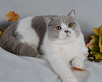 Кошки в Санкт-Петербурге: Ласковый контактный котик окраса лиловый биколор, 10 000 руб. - фото 3