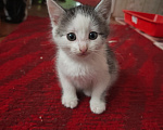 Кошки в Лобне: Котёнок в добрые руки Мальчик, Бесплатно - фото 2