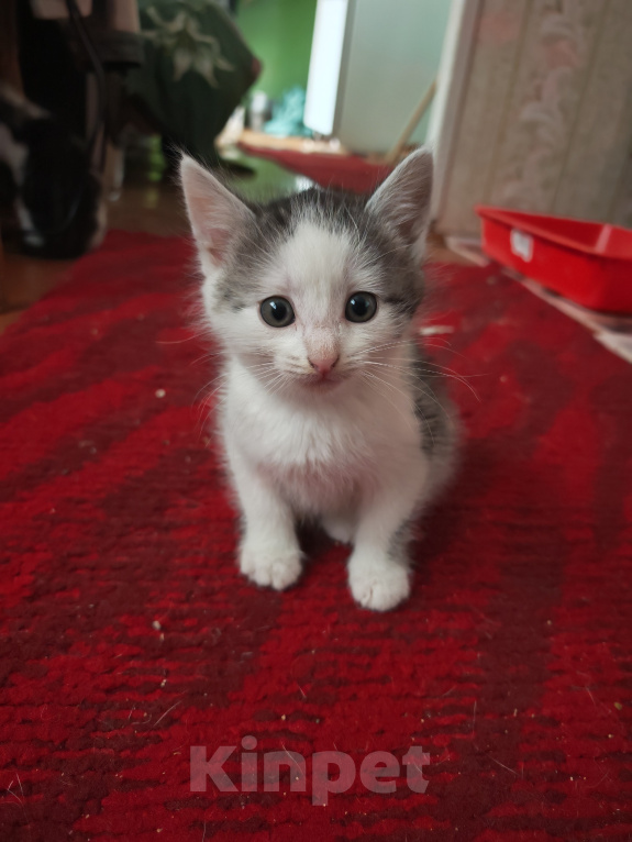 Кошки в Лобне: Котёнок в добрые руки Мальчик, Бесплатно - фото 2
