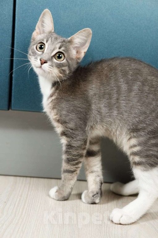 Кошки в Москве: Очень ласковый котёнок в добрые руки  Мальчик, Бесплатно - фото 4