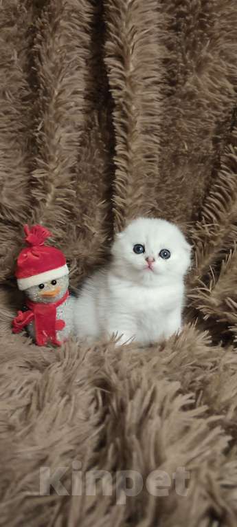 Кошки в Москве: Юный принц Мальчик, Бесплатно - фото 1