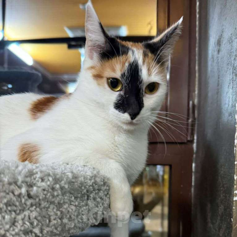 Кошки в Москве: Ласковая трехцветочка так и остается незамеченной 💔 Девочка, Бесплатно - фото 5