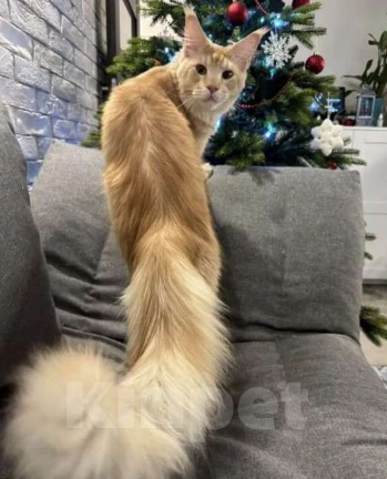 Кошки в Санкт-Петербурге: Кот Мейн-Кун вязка Мальчик, Бесплатно - фото 4