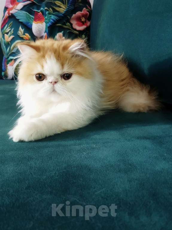 Кошки в Москве: Пушистое счастье Мальчик, 30 000 руб. - фото 9