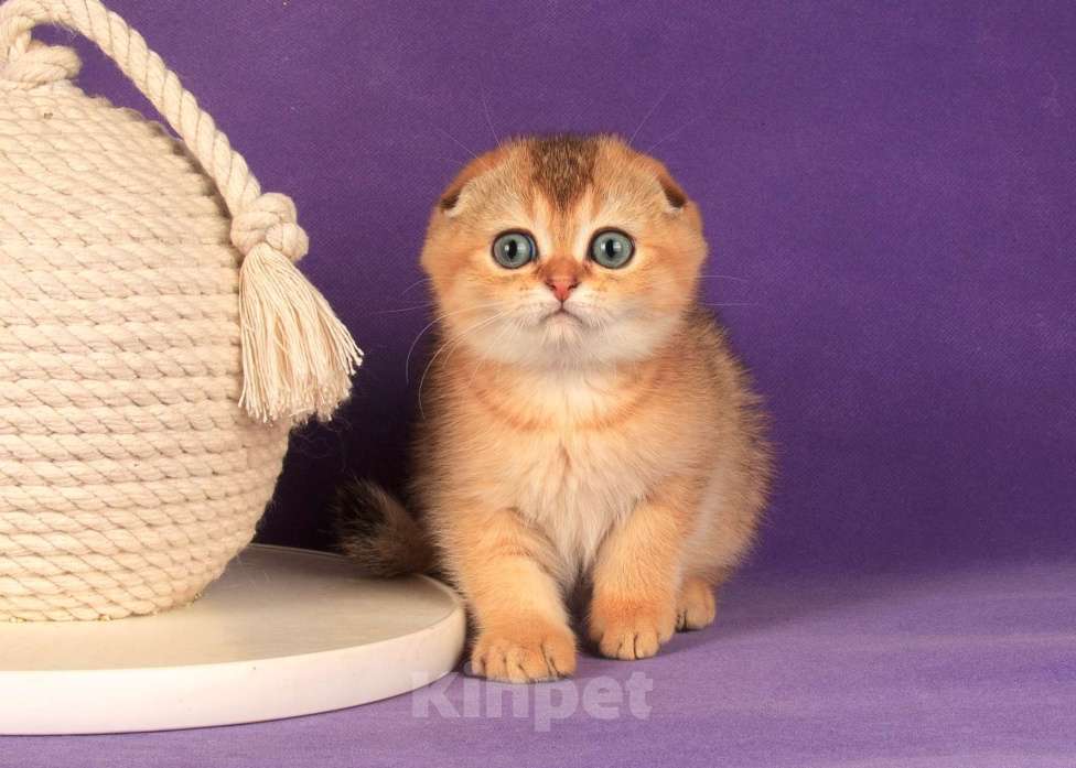 Кошки в Санкт-Петербурге: Золотой мальчик скоттиш фолд Мальчик, 45 000 руб. - фото 1