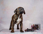 Собаки в Великом Новгороде: Потапыч Мальчик, 60 000 руб. - фото 5