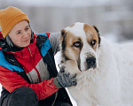 Собаки в Москве: Молодой алабай Миша в добрые руки Мальчик, Бесплатно - фото 3
