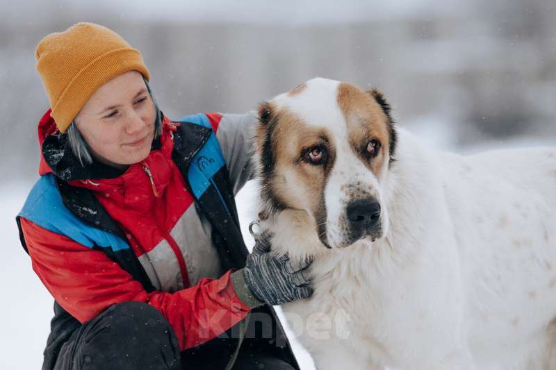 Собаки в Москве: Молодой алабай Миша в добрые руки Мальчик, Бесплатно - фото 3