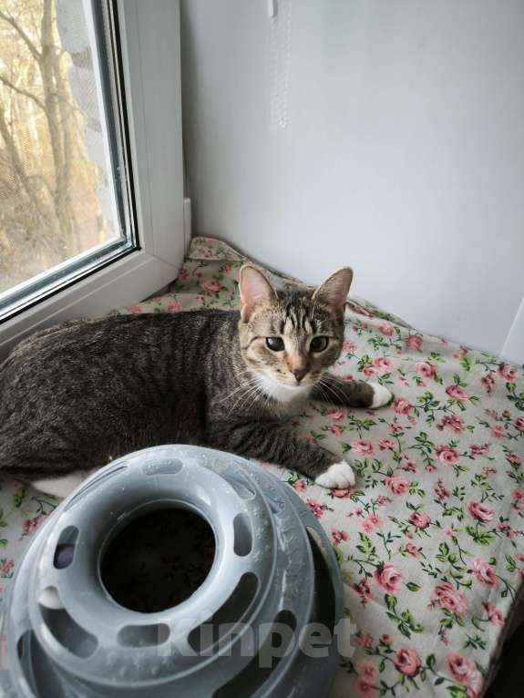 Кошки в Санкт-Петербурге: Ясенька 8 мес очень хорошая кошечка Девочка, Бесплатно - фото 4