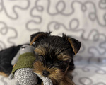 Собаки в Санкт-Петербурге: Щеной йоркширского терьера Мальчик, Бесплатно - фото 3